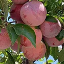ripe plums on the tree