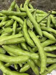 A close-up of a pile of fresh, glossy green fava beans with varying sizes and shapes, overlapping in a chaotic arrangement.