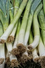 A close-up of a bundle of leeks with long, green tops and white shafts, showing their fibrous brown roots at the base.