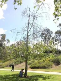 A severely infested sycamore shows major branch dieback