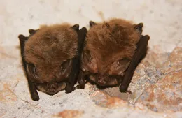 two bats are hudled together on a rick