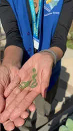 Hand holding multiple caterpillars.
