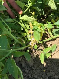 branched broomrape in CA processing tomato