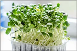 Microgreens can be grown in Recycled Berry Containers- Courtesy Pixabay