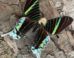 Not Neopalpa donaldtrumpi. (Photo from https://neopalpadonaldtrumpi.ch/)