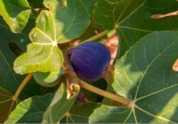 Black Mission Fig (Ficus carica)