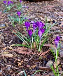 Crocuses are typically the first bulb to flower in spring. These have returned to this local garden year after year. Michell Graydon