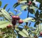 California coffeeberry (Frangula californica)