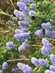 California lilac (Ceanothus species)