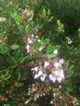 Manzanita (Arctostaphylos species)