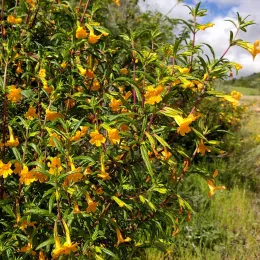 A dense cluster of Sticky Monkey Flower plants with bright yellow trumpet-shaped flowers amidst green, glossy foliage in an outdoor setting.