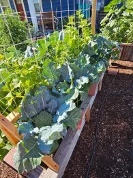 A densely-planted yard