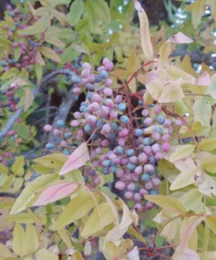 Berries on Mt. Atlas Mastic. Photo by Michelle Schlegel