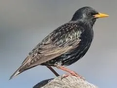 European Starling. Photo credit Matt Davis, Macaulay Library, Cornell Labs