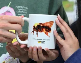 The prize cup features the endangered Franklin's bumble bee, now feared extinct. (Photo by Kathy Keatley Garvey)