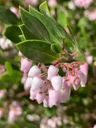 Manzanita Howard McMinn in bloom in January. Laura Kling.jpg
