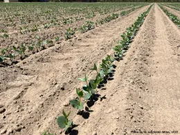 Figure 1. The trial was planted in a commercial field with well-drained soil in Stanislaus County.