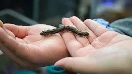 Millipede from the Jason Bond lab (Photo by Kathy Keatley Garvey)