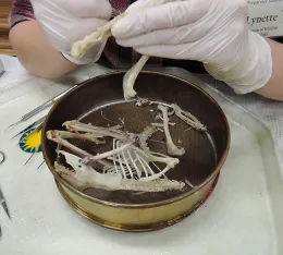A scientist at the Museum of Wildlife and Fish Biology (Photo by Kathy Keatley Garvey)
