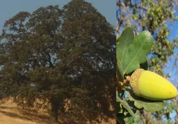 Photo: Creative Commons