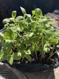 Photo by Carolyn Dorsch