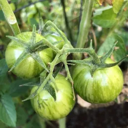 Tomato-Green-Doctors-MG-Marilyn-Becker