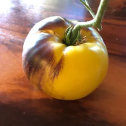 Tomato-Sart-Roloise-MG-Marilyn-Becker