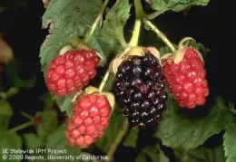 A cluster of blackberries with three red and one ripe black berry, surrounded by green leaves.