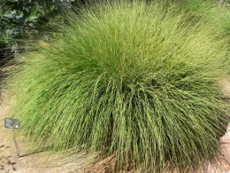 A dense, green tuft of Deergrass (Muhlenbergia rigens) with long, slender blades, accompanied by an informational plaque.