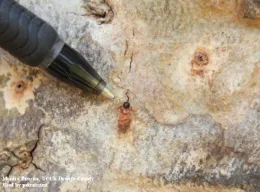 Close-up of a tree trunk showing a small insect entrance hole, with a black pen for size reference.