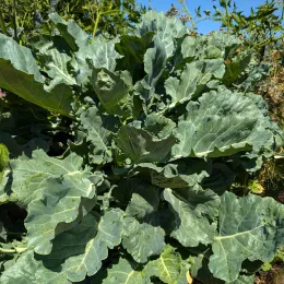 A large collard greens plant with broad, wavy green leaves under a clear blue sky.