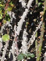 Picture of old rose canes, crossed rose canes in need of pruning, photo Wikimedia