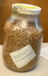 Nematodes from the stomach of a minke whale that died in 1990. (Display courtesy of the California Academy of Sciences)