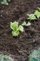 Small lettuce sprouts in well-prepared soil.