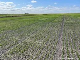 Drill-seeded Delta rice variety trial.