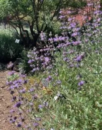 Winifred Gilman Cleveland Sage growing in the Master Gardeners' Demonstration Garden. Laura Kling