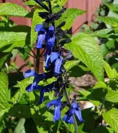 Black and Blue Sage (Salvia guaranitica). Brent McGhie