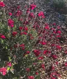 Salvia greggii. Ellen Michels