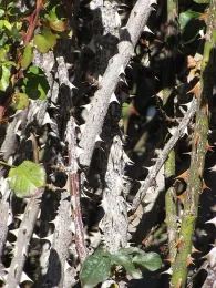 Tangle of thorny rose canes