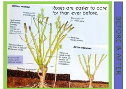 Image of an unpruned and pruned rose