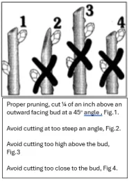 Diagram of pruning cuts