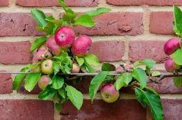 Apple espalier against a fence
