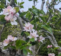 Pink apple blossoms
