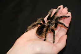 A tarantula in the petting zoo at the Bohart Museum of Entomology. (Photo by Kathy Keatley Garvey)