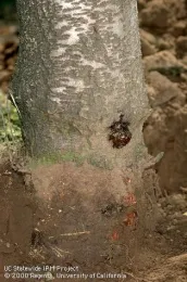 Bleeding tree -early attack by Armillaria Jack Kelly Clark