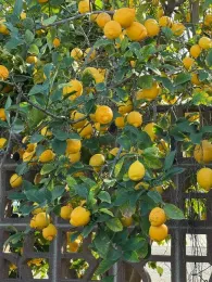 Photo of lemons on a Eureka lemon tree.