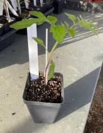 This grafted Honey Delight tomato plant will be ready for transplant in a garden after a few more weeks of nurturing by the Master Gardener propagation team. (Photos: Jeannette Warnert)