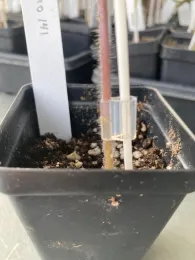 Tomato stem showing a graft.