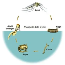 Lifecycle of the mosquito EPA