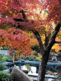 pegram garden maple tree